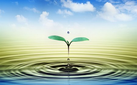 Tamamen Bitkisel ve Organik Temizlik Ürünleri Kullanmanın Avantajları