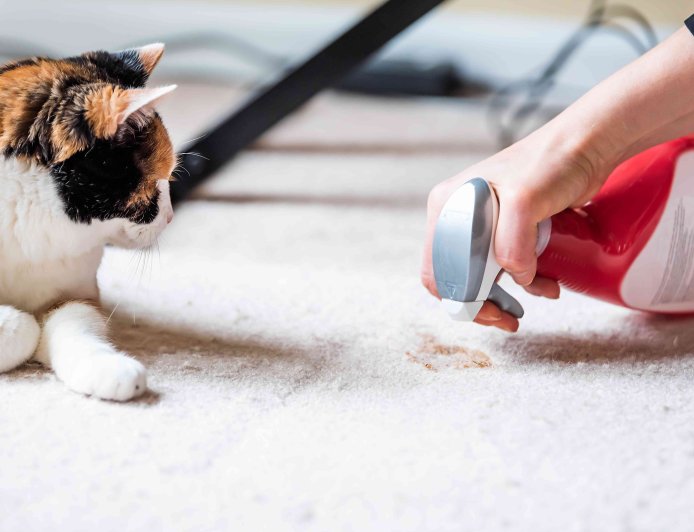 Çocuk ve Evcil Hayvan Dostu Temizlik Rehberi